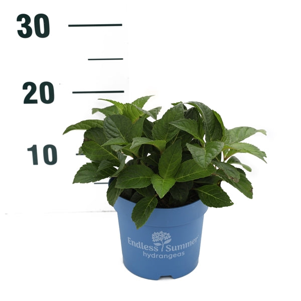 Hydrangea Endless Summer® Summer Love® Red C1,5 (1,5 liters kruka) 15-20 cm