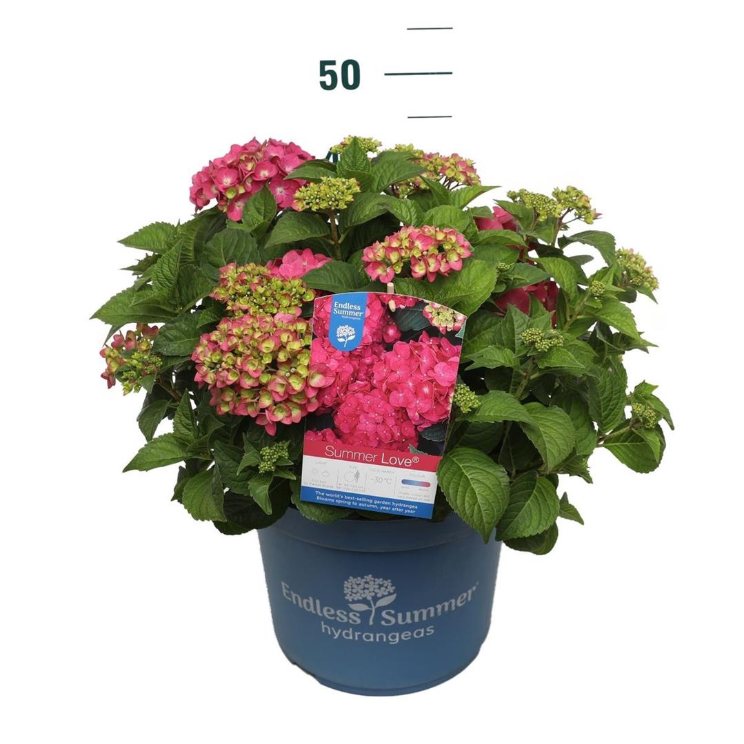 Hydrangea Endless Summer Summer Love® Red C10 (10 liters kruka)