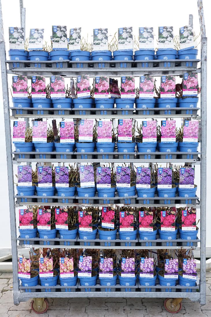 Hydrangea Endless Summer® i sorter C1,5/14 cm kruka 15-20 cm