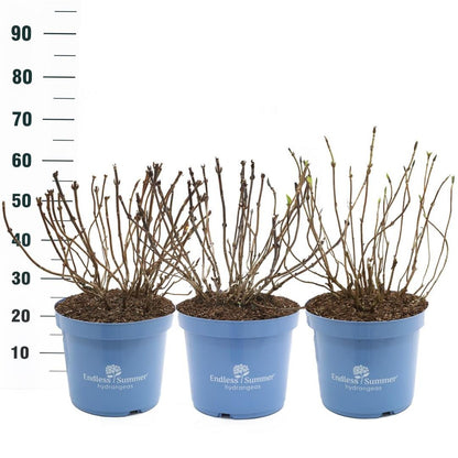 Hydrangea Endless Summer® i sorter C10 (10 liters kruka)