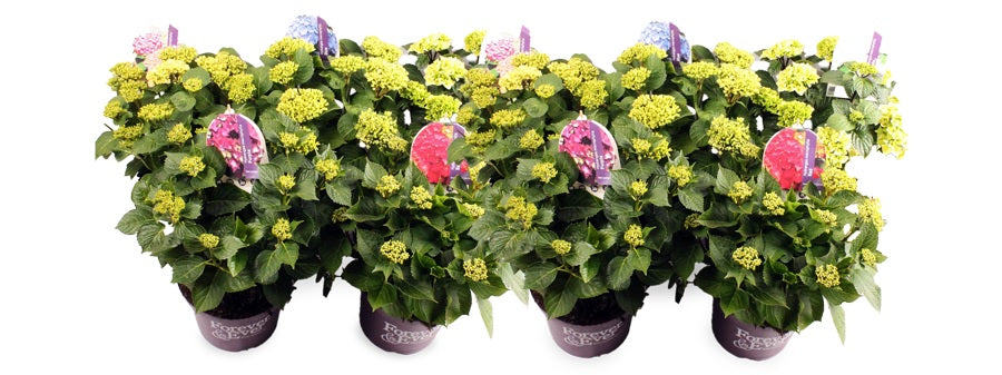 Hydrangea macrophylla &