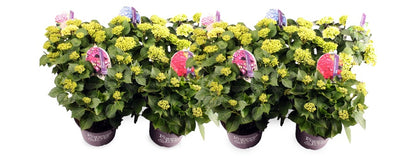 Hydrangea macrophylla &