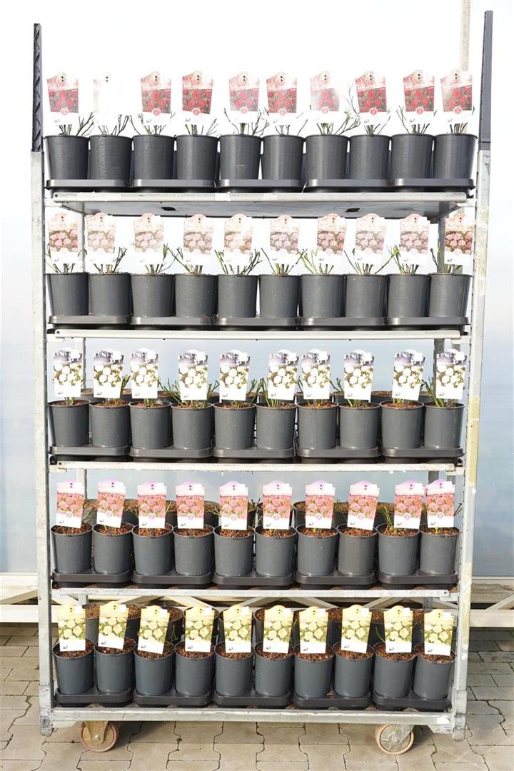Rosa Miniature i olika sorter C2 (2 liters kruka)