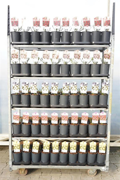 Rosa Miniature i sorter - C2 (2 liters rosenkruka)