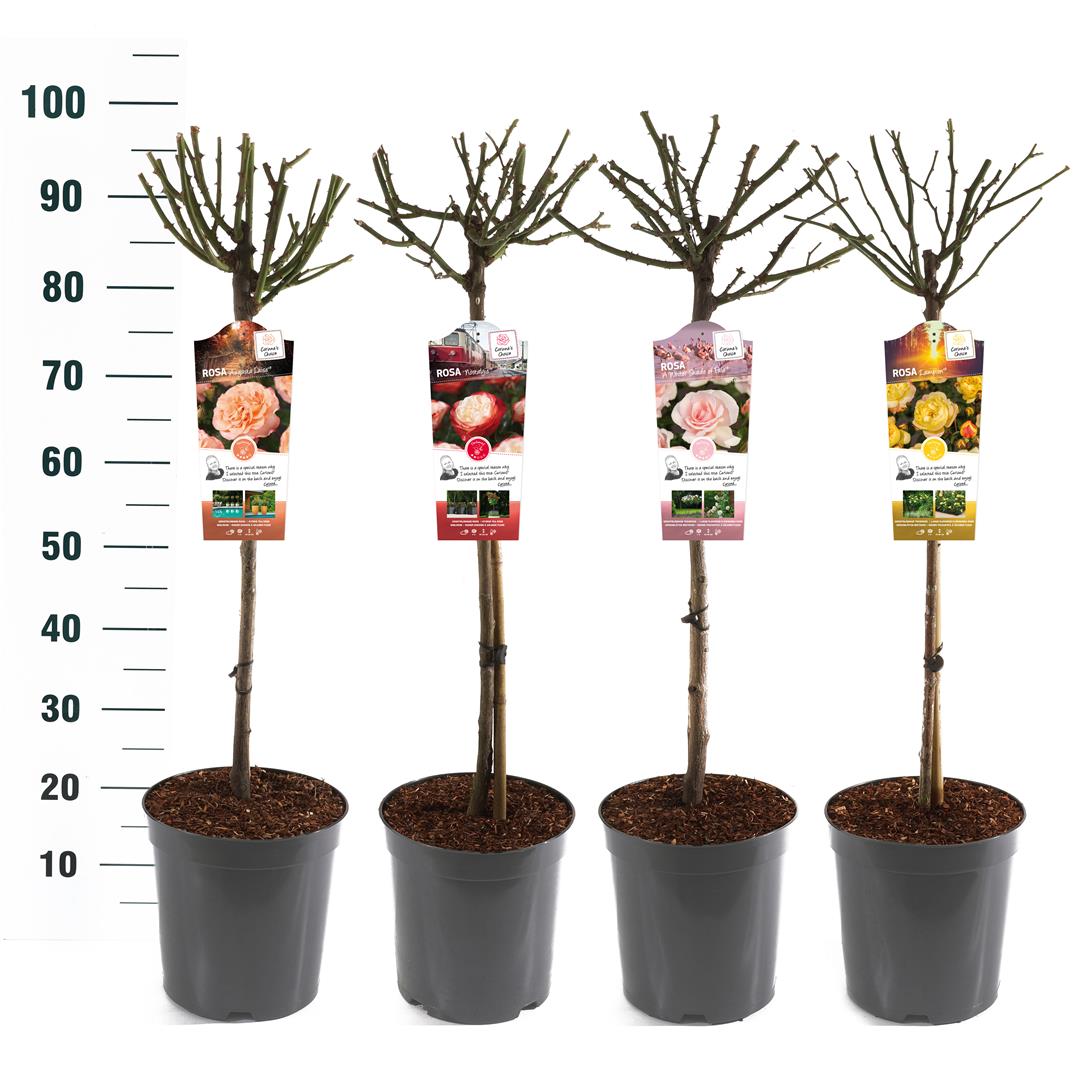 Rosa Stamros Mix Exclusive Collection Stam 60 cm C5 (5 liters kruka) / 23 cm kruka