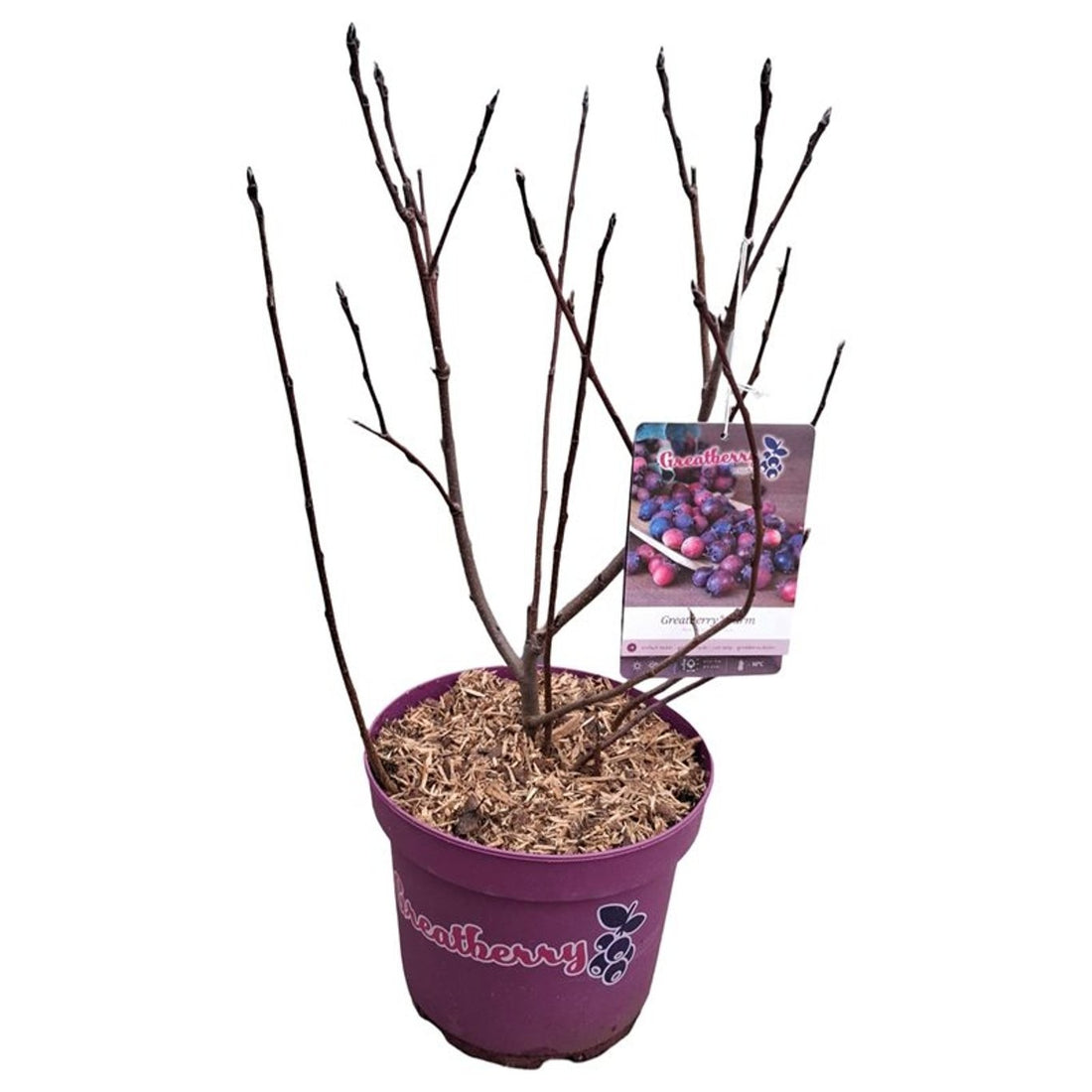 Amelanchier alnifolia &