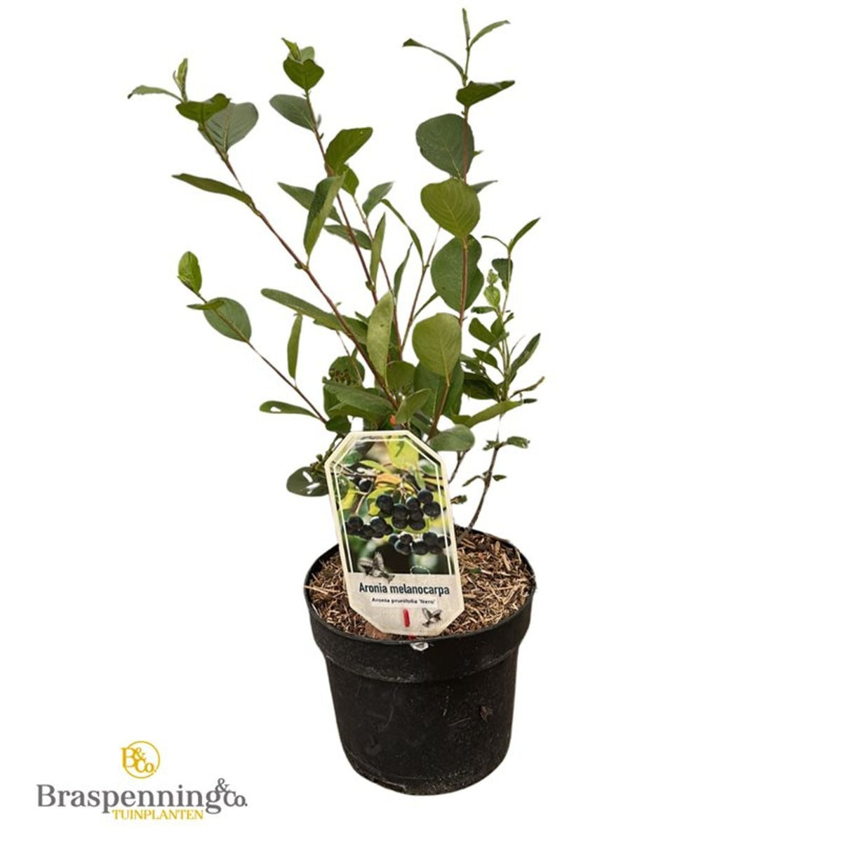 Aronia prunifolia &