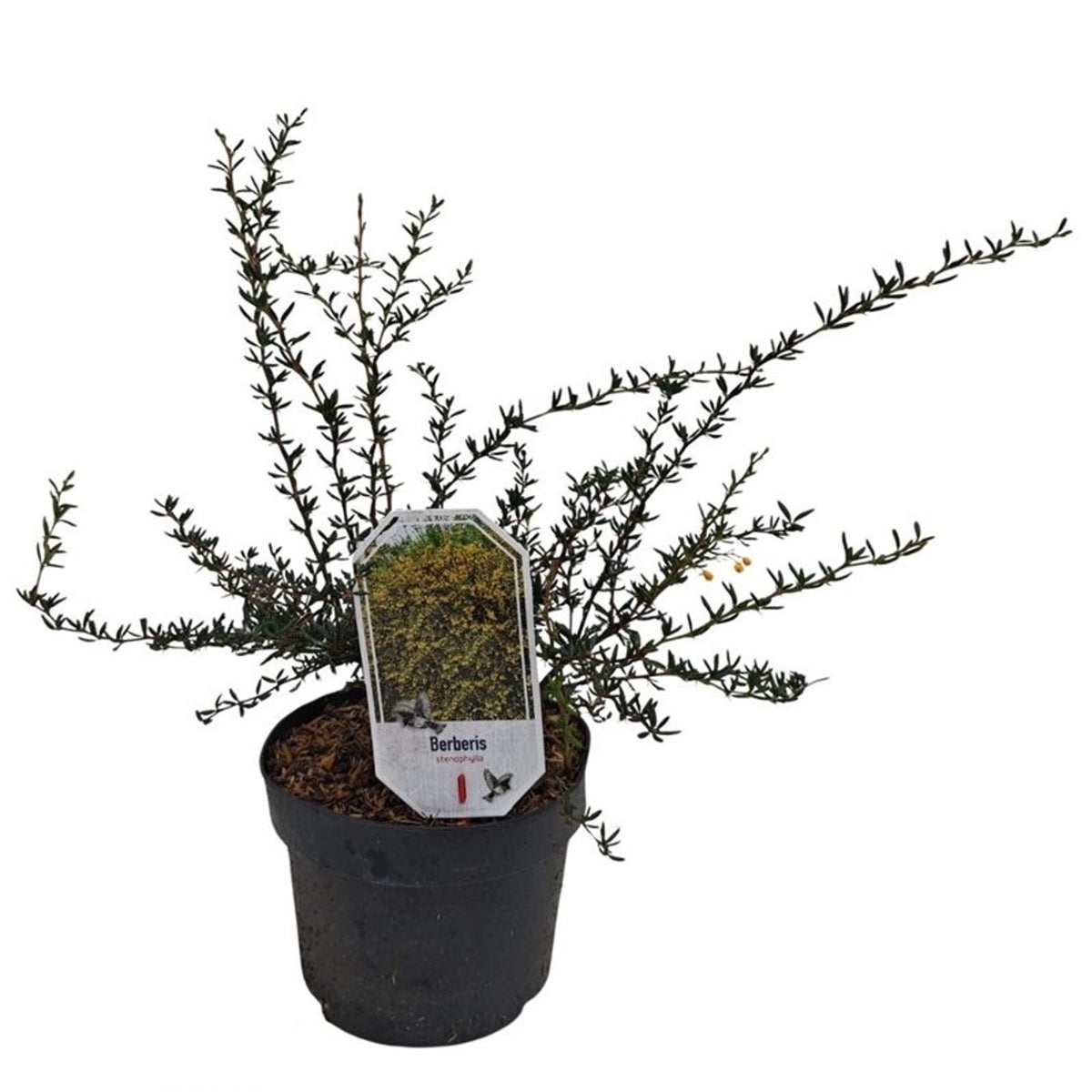 Berberis stenophylla C3 (3 liters kruka) / 19 cm kruka 25-30 cm