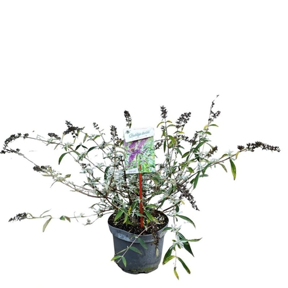 Buddleja davidii &