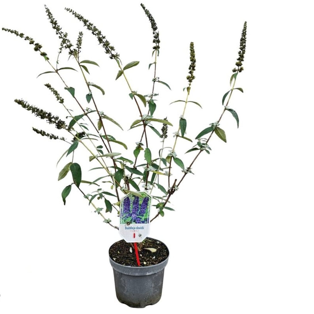 Buddleja davidii &