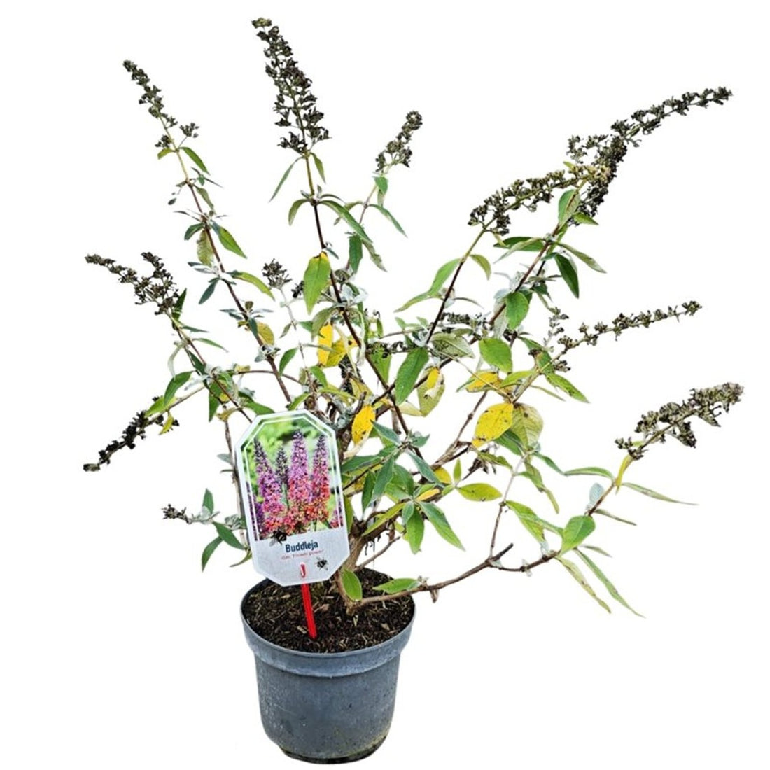 Buddleja davidii &