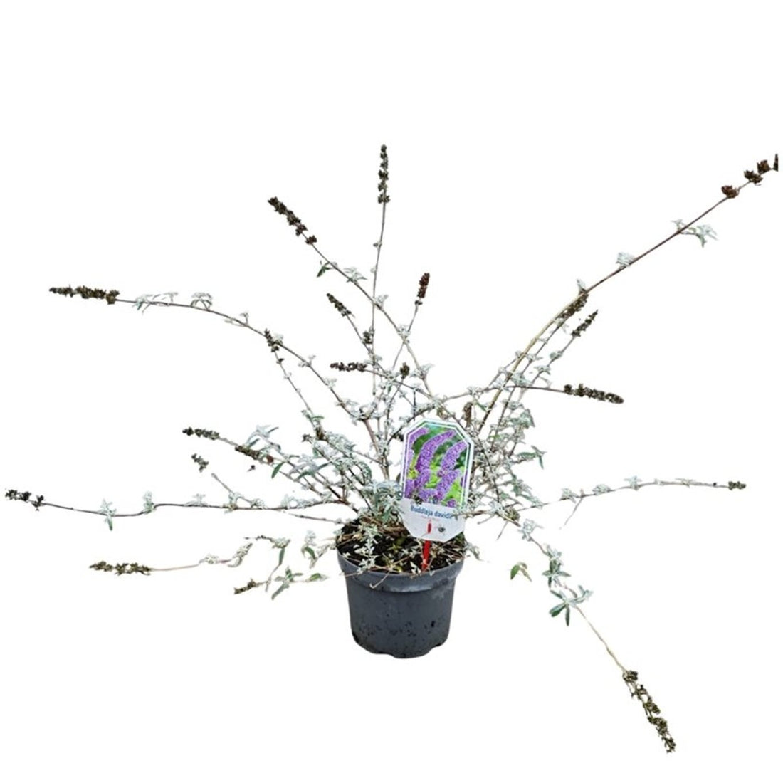 Buddleja davidii &
