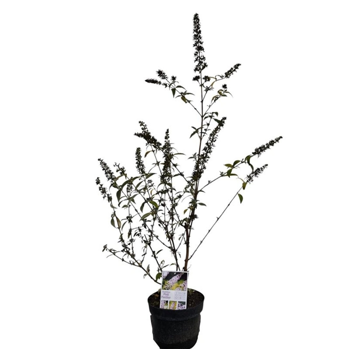 Buddleja davidii &