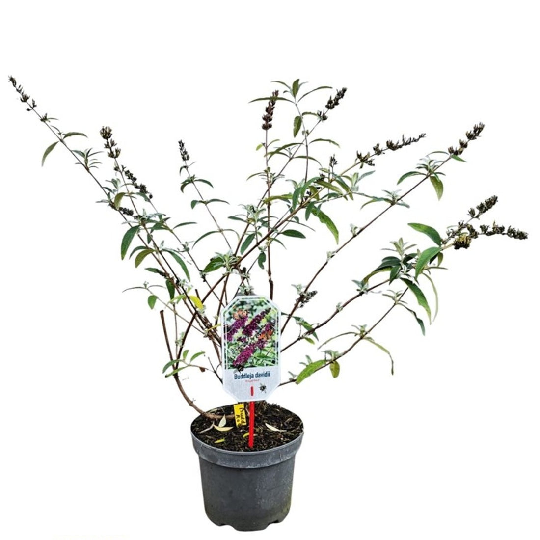 Buddleja davidii &