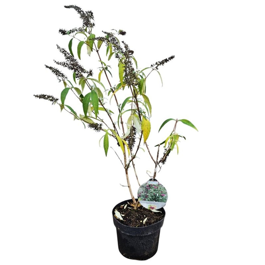 Buddleja davidii &