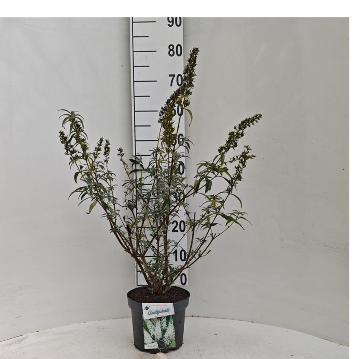 Buddleja davidii &