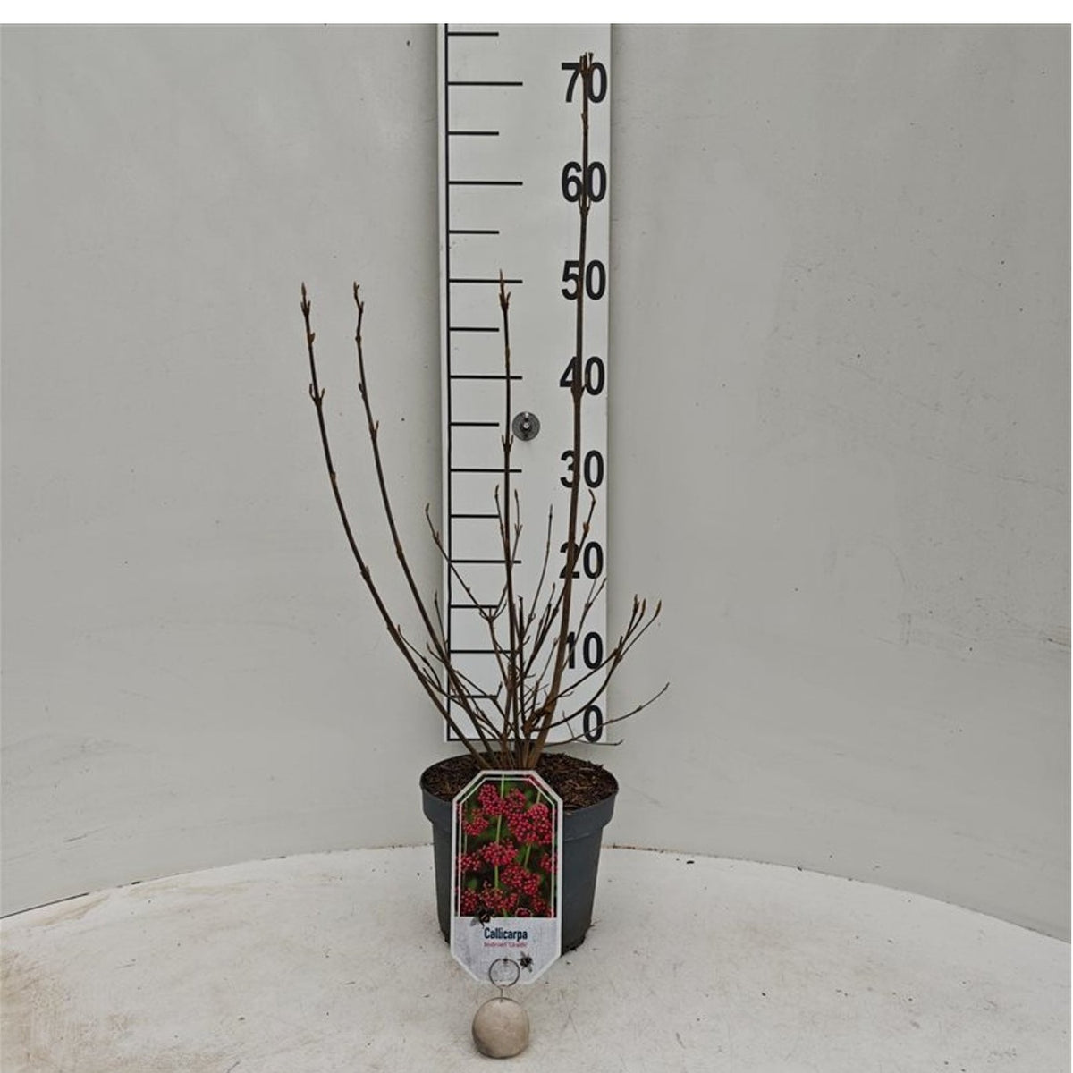 Callicarpa bod. giraldii C3 (3 liters kruka) 30-40 cm