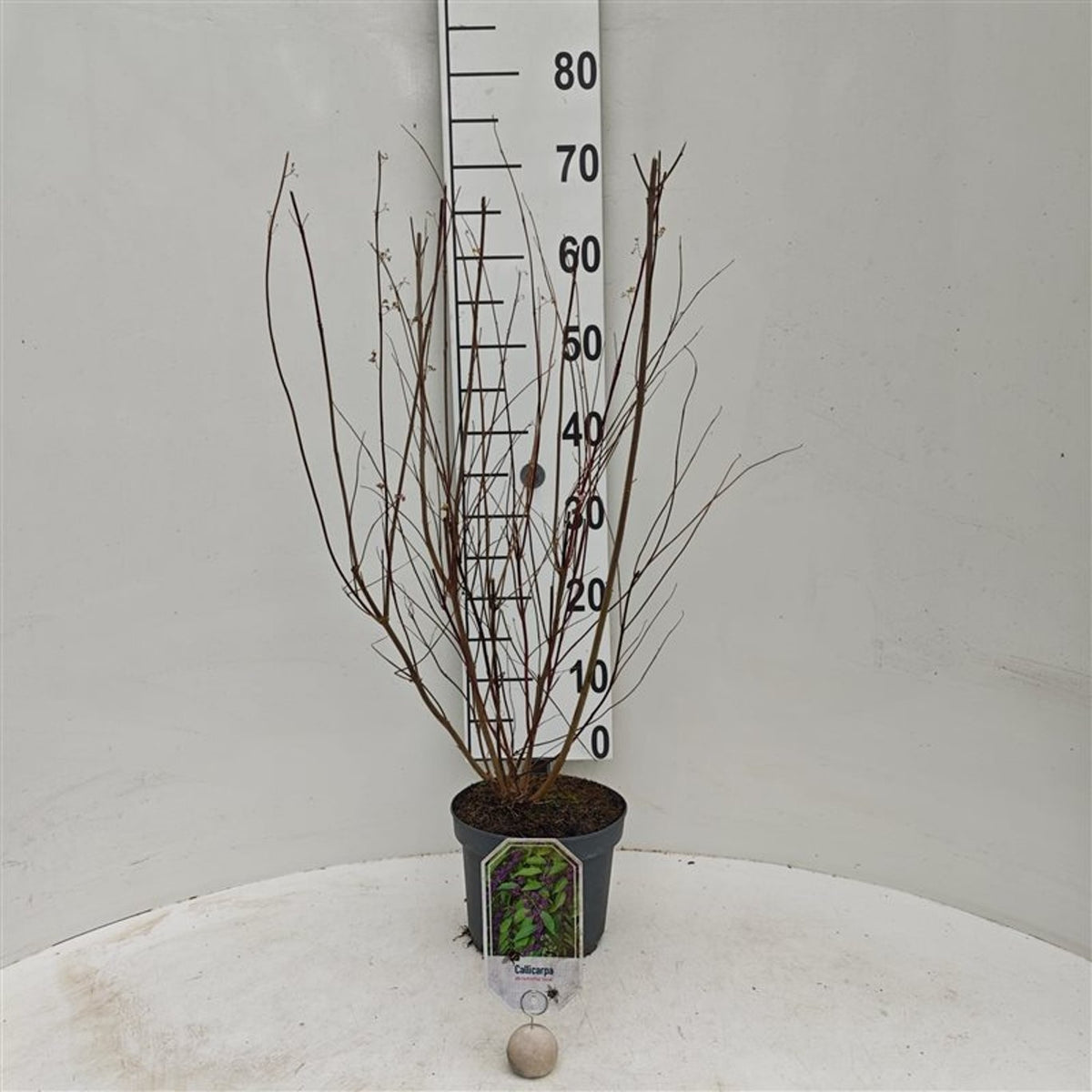Callicarpa dichotoma &
