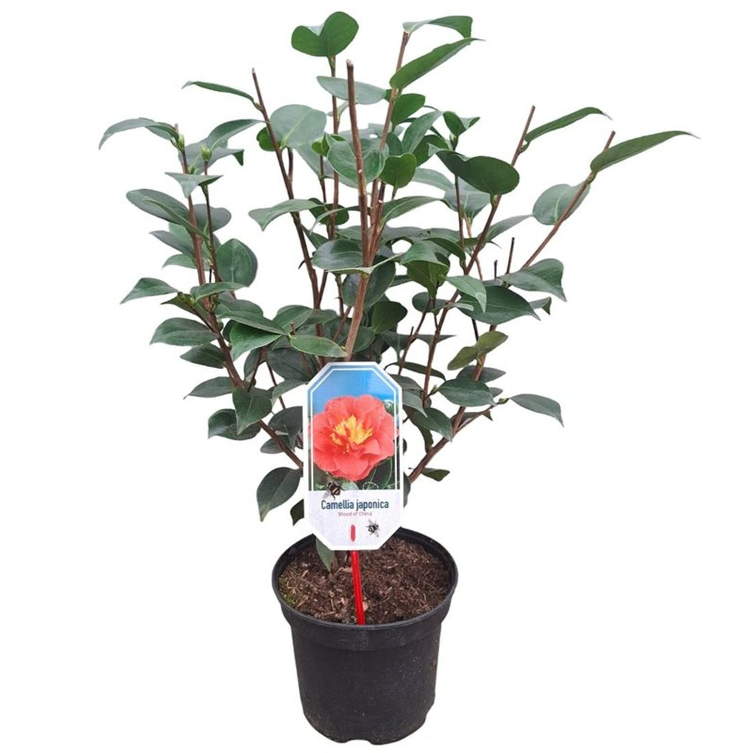 Camellia japonica &