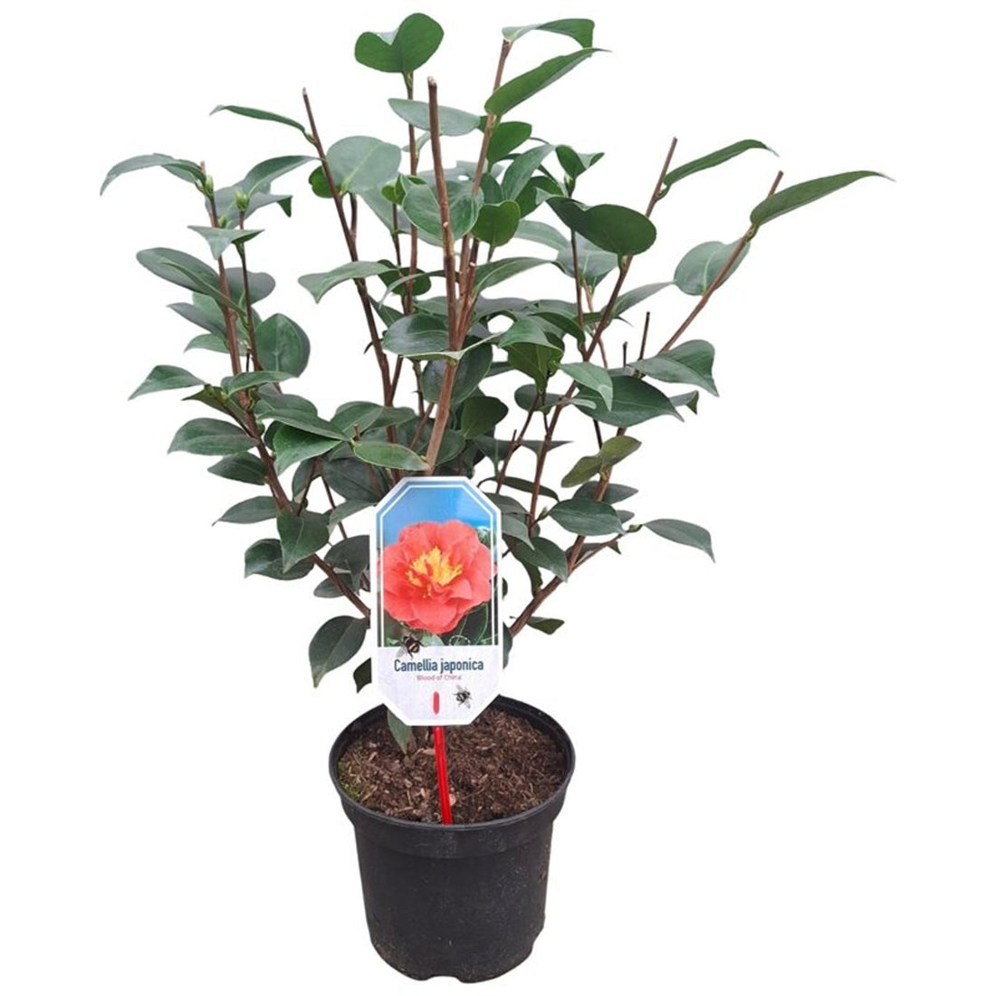 Camellia japonica &