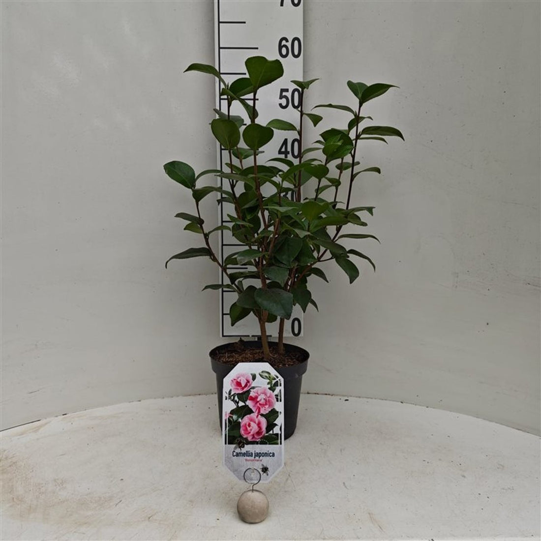 Camellia japonica &