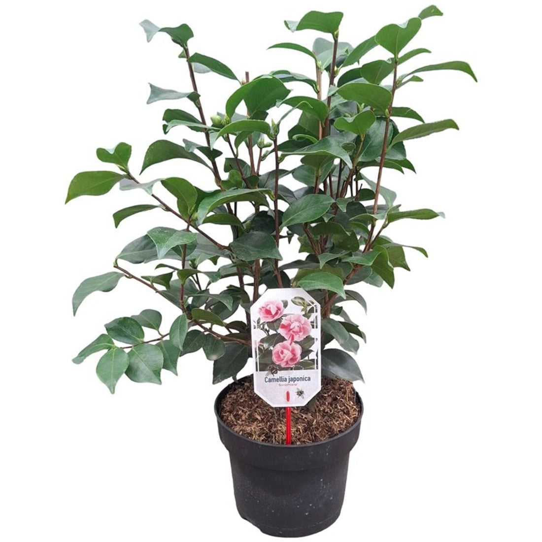 Camellia japonica &