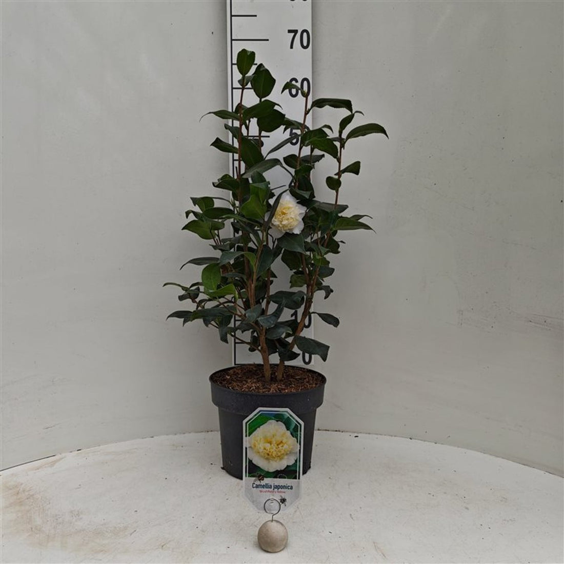 Camellia japonica &