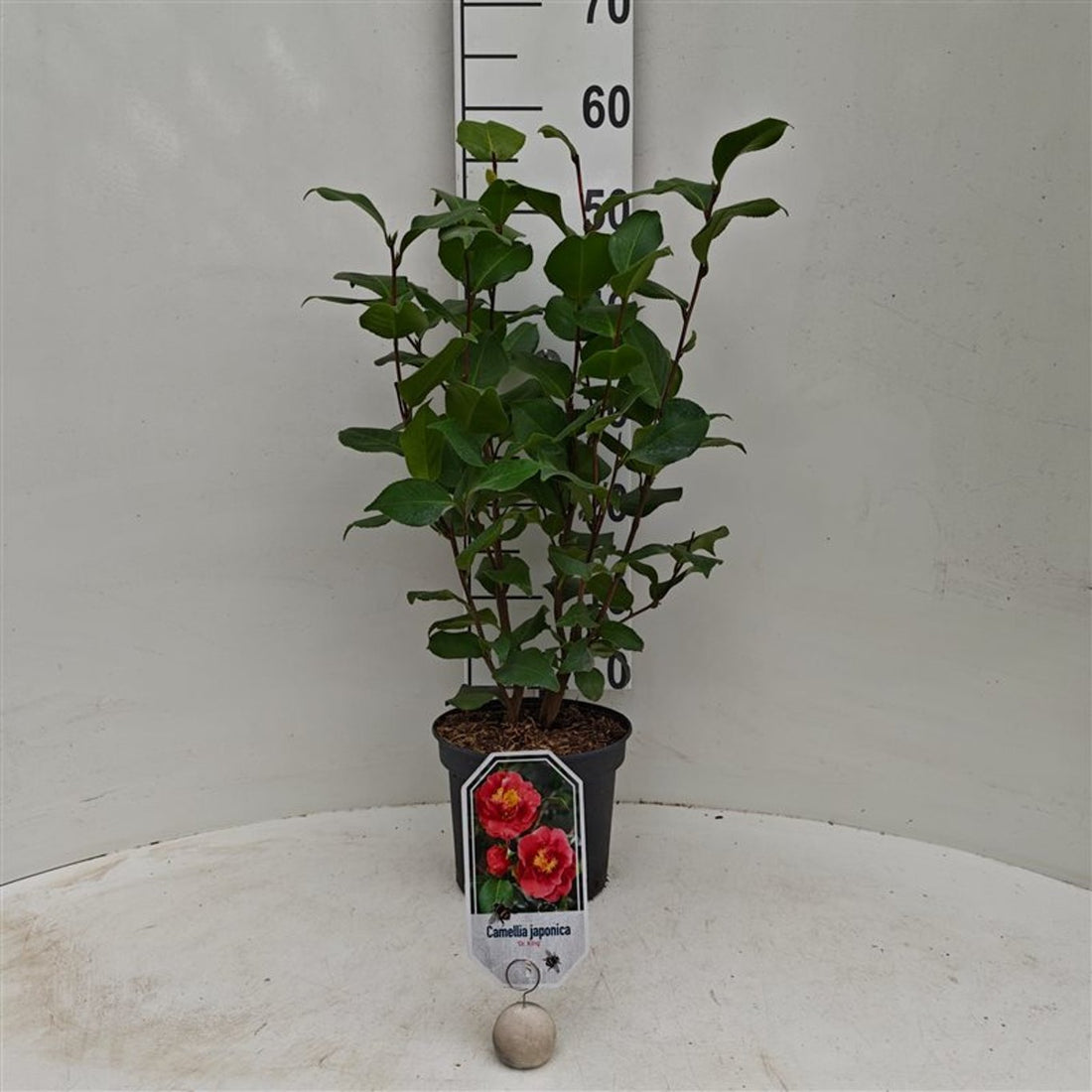 Camellia japonica &
