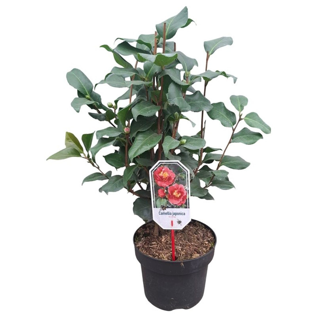 Camellia japonica &