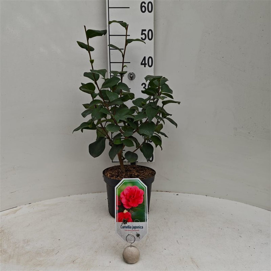 Camellia japonica &
