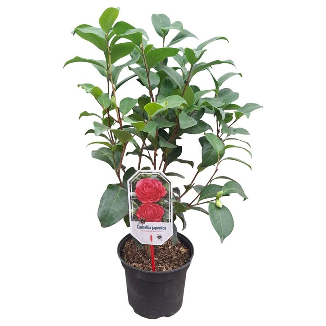Camellia japonica &