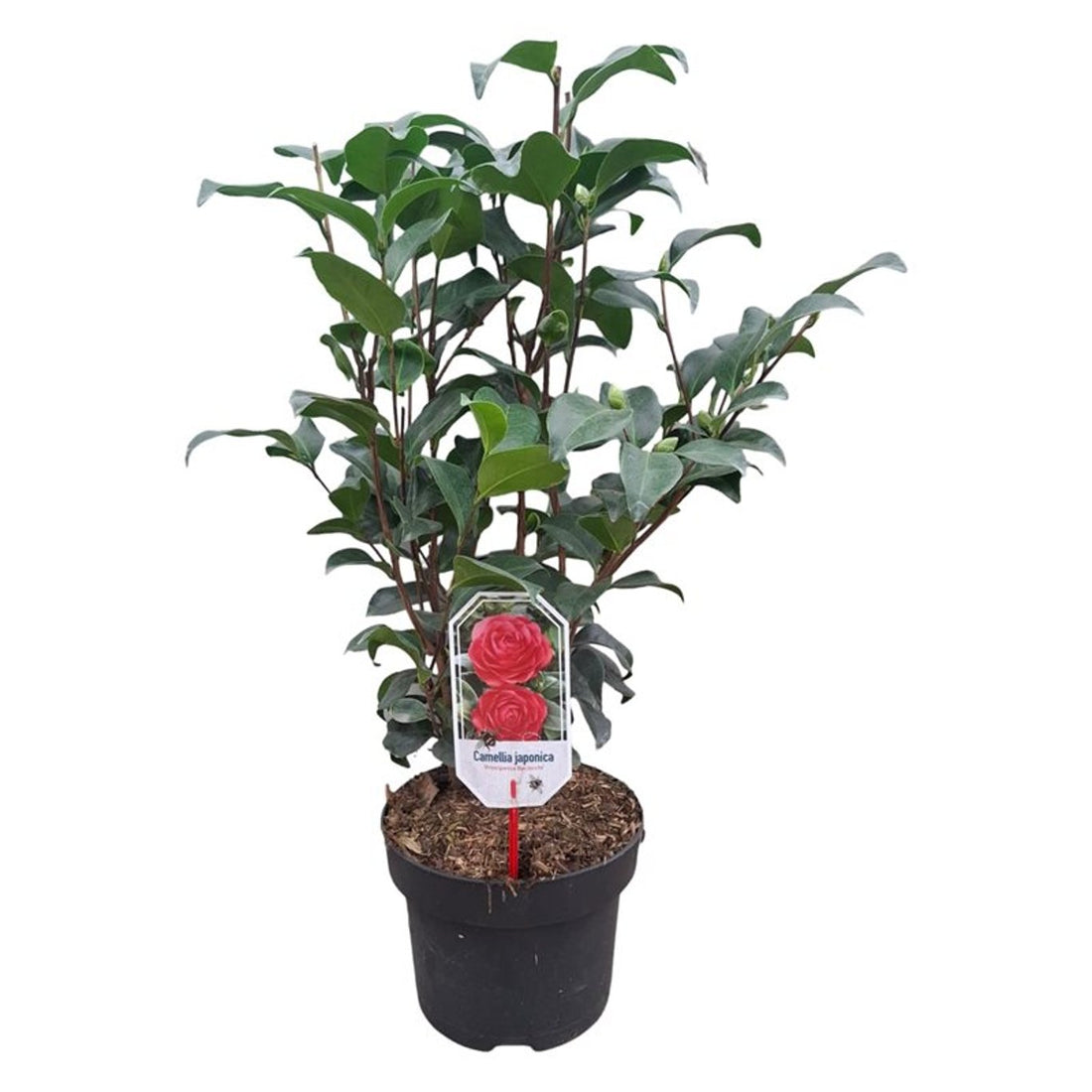 Camellia japonica &