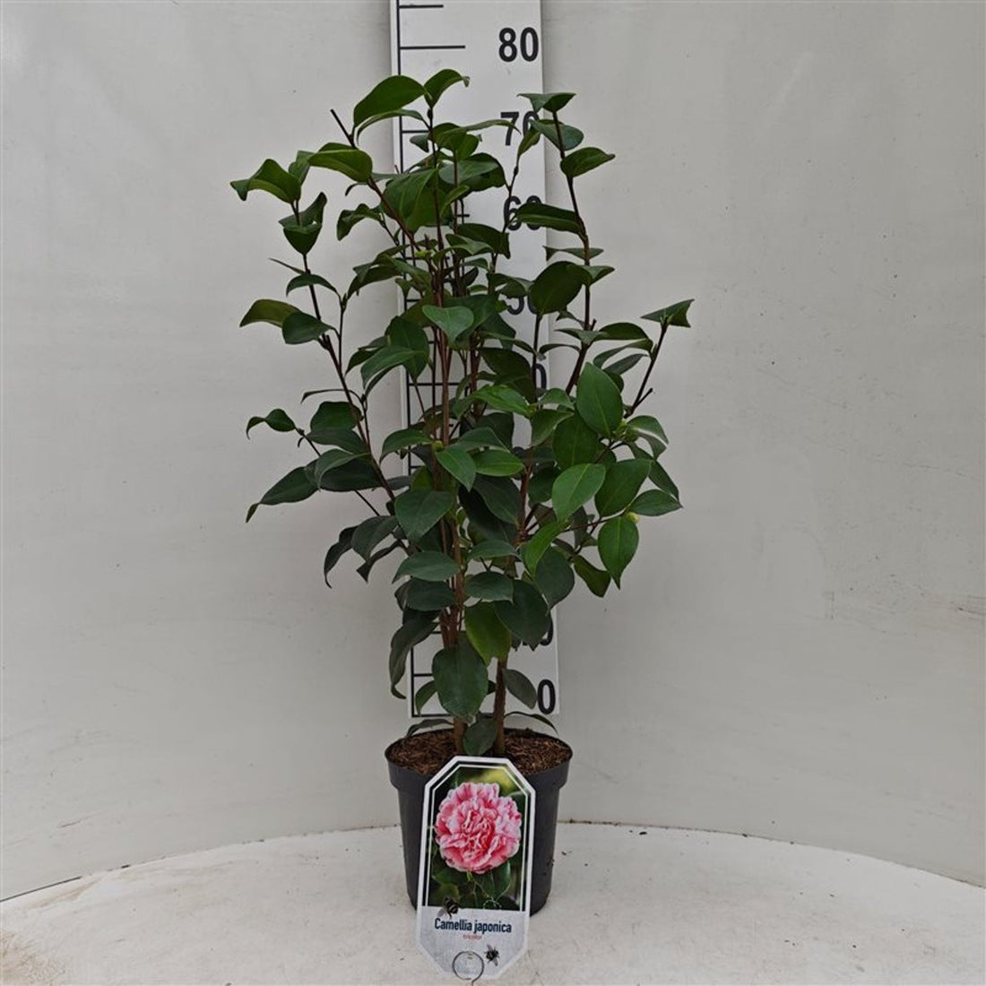 Camellia japonica &