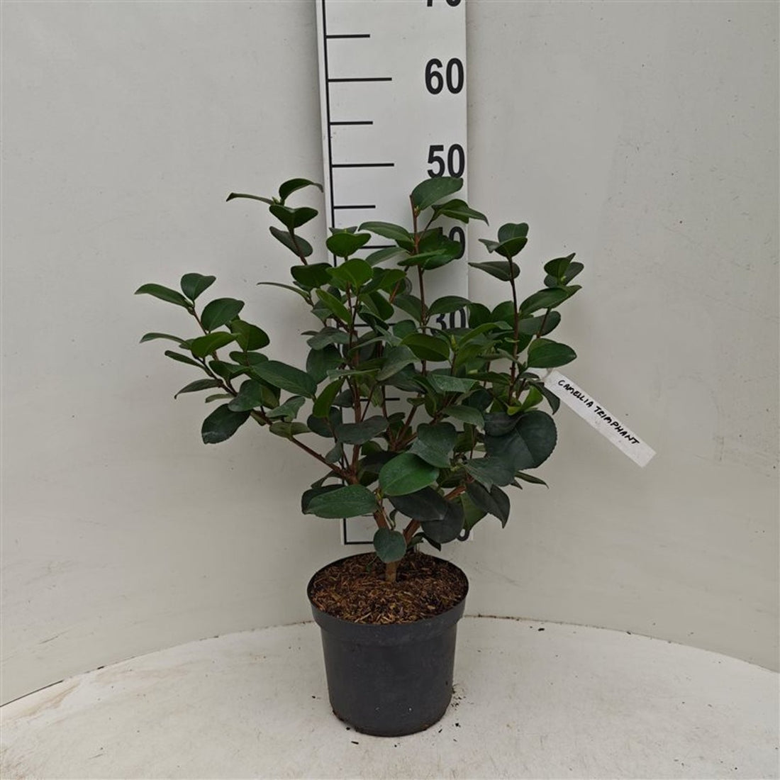 Camellia japonica &