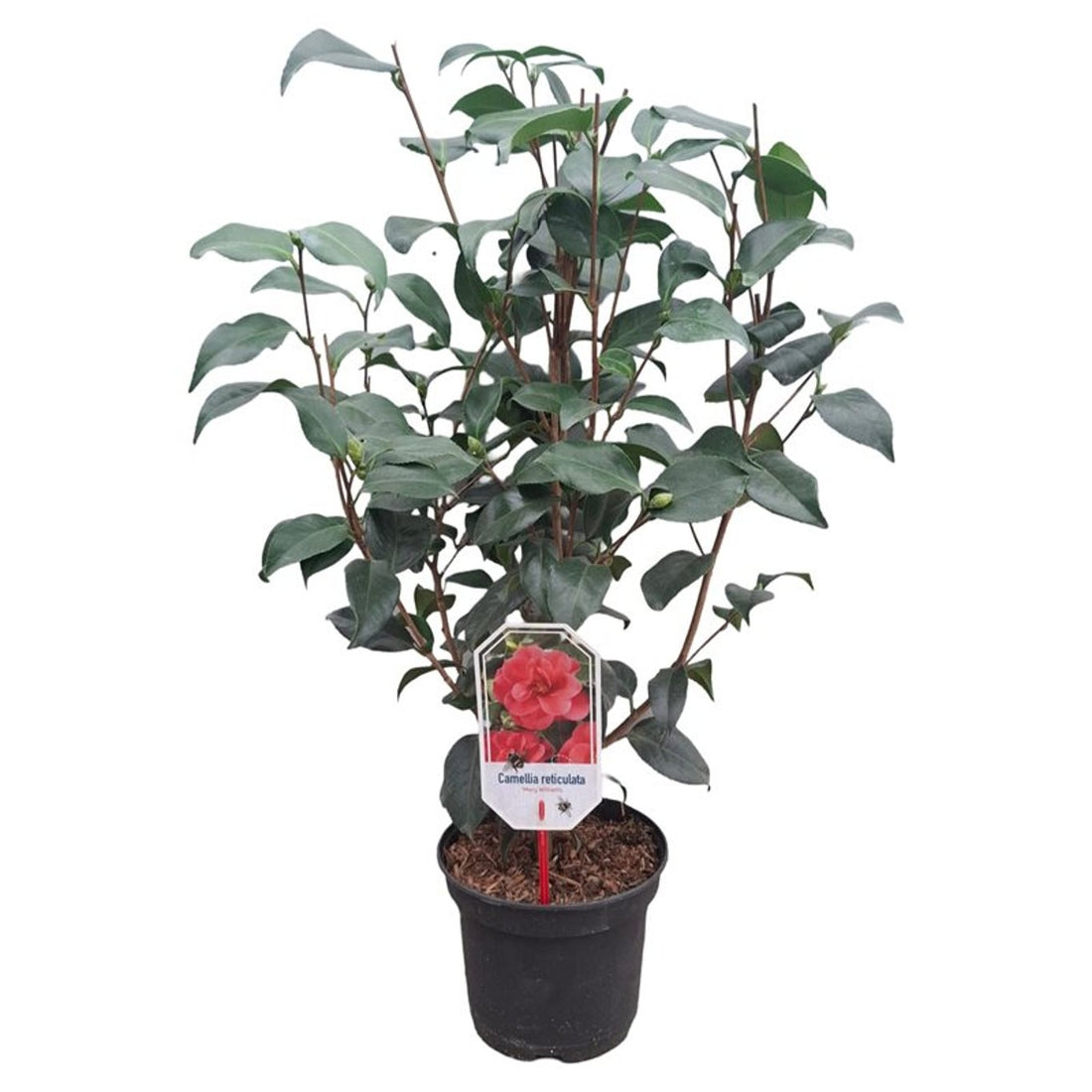 Camellia ret. &