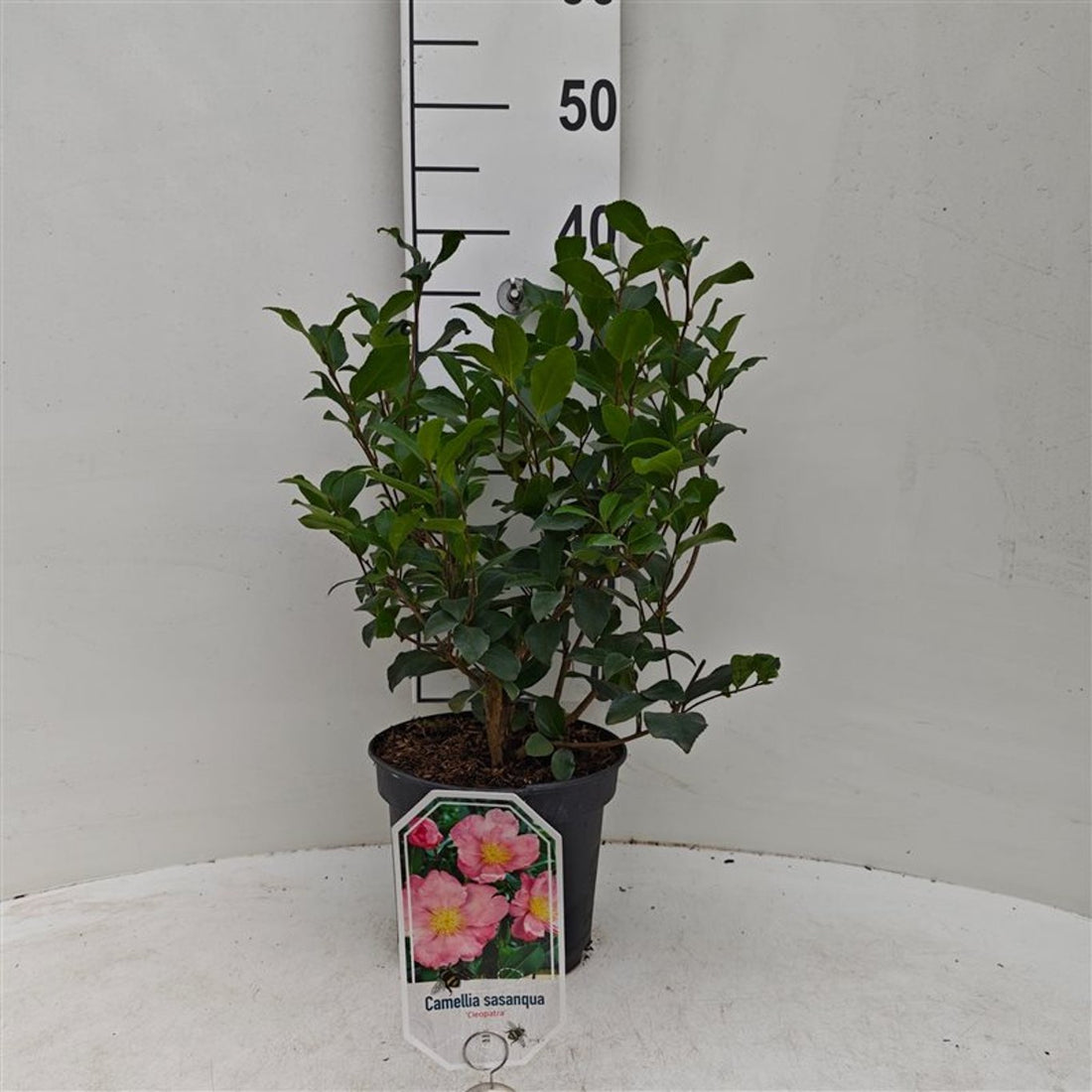 Camellia sas. &