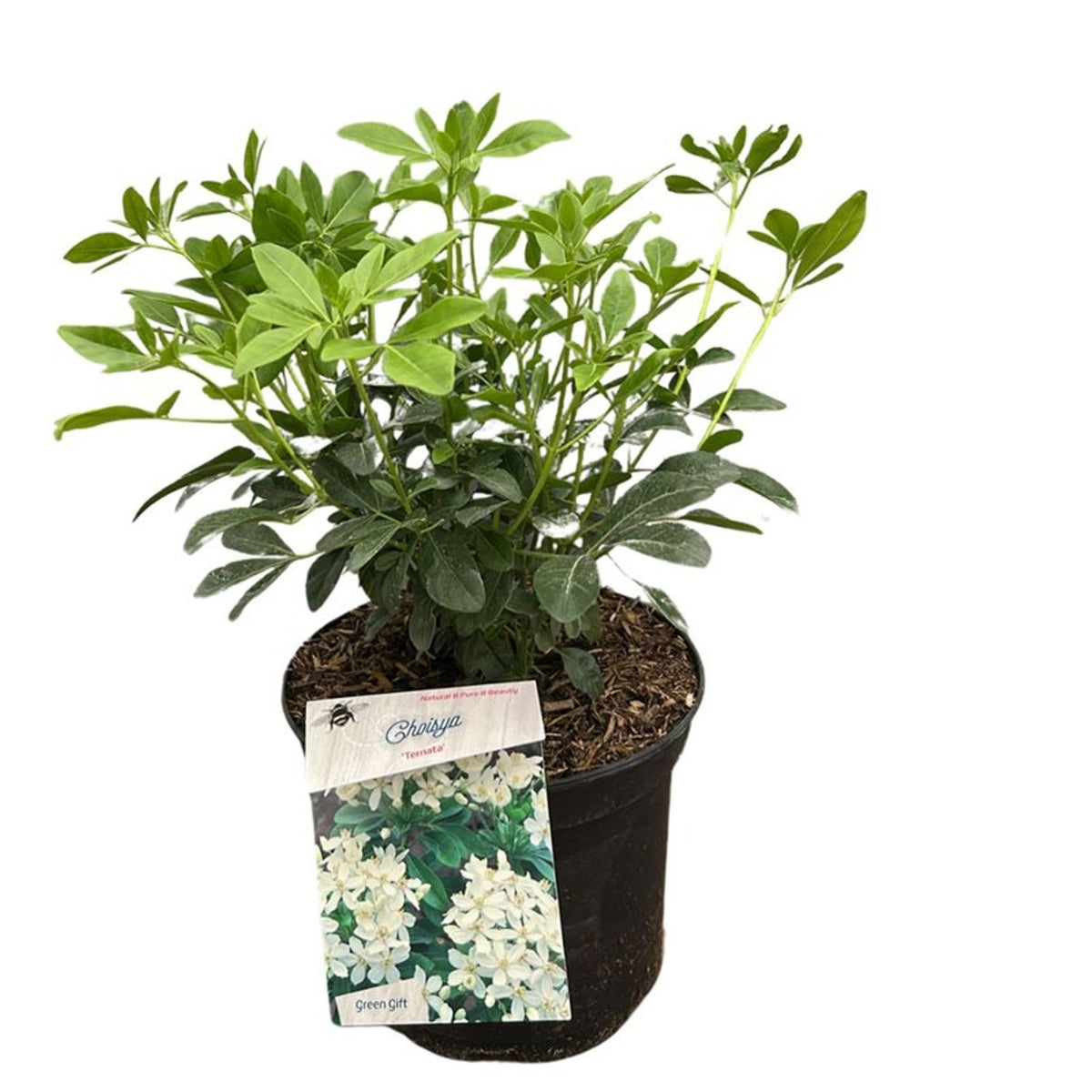 Choisya ternata C5 (5 liters kruka) 30-40 cm