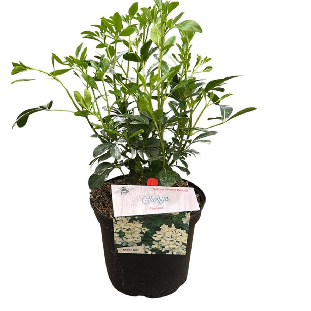 Choisya ternata C3 (3 liters kruka) 25-30 cm