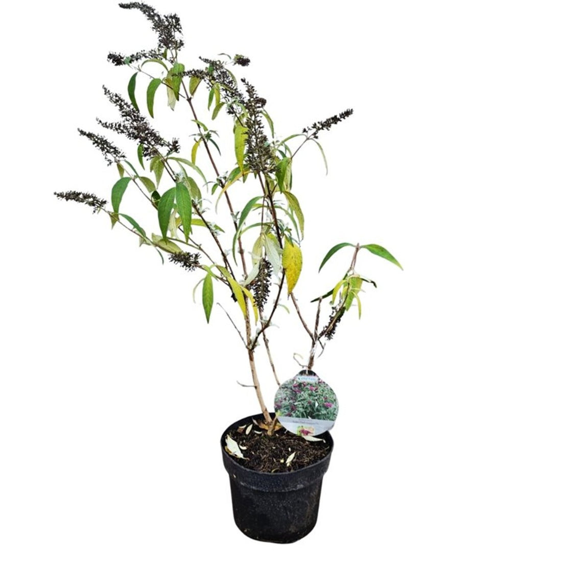 Choisya ternata &