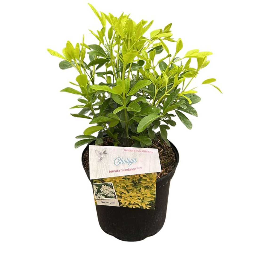 Choisya ternata &