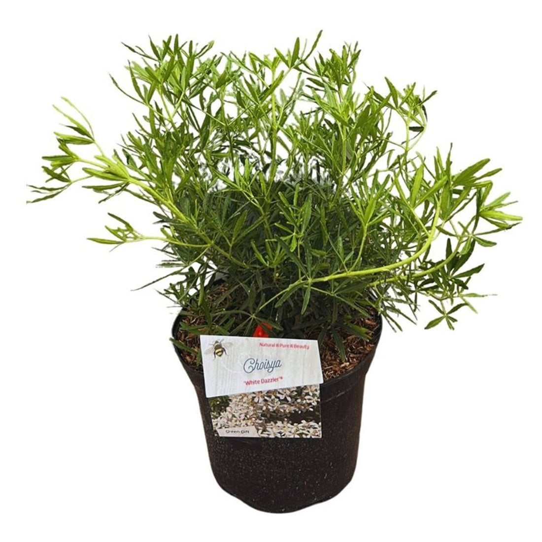 Choisya ternata &