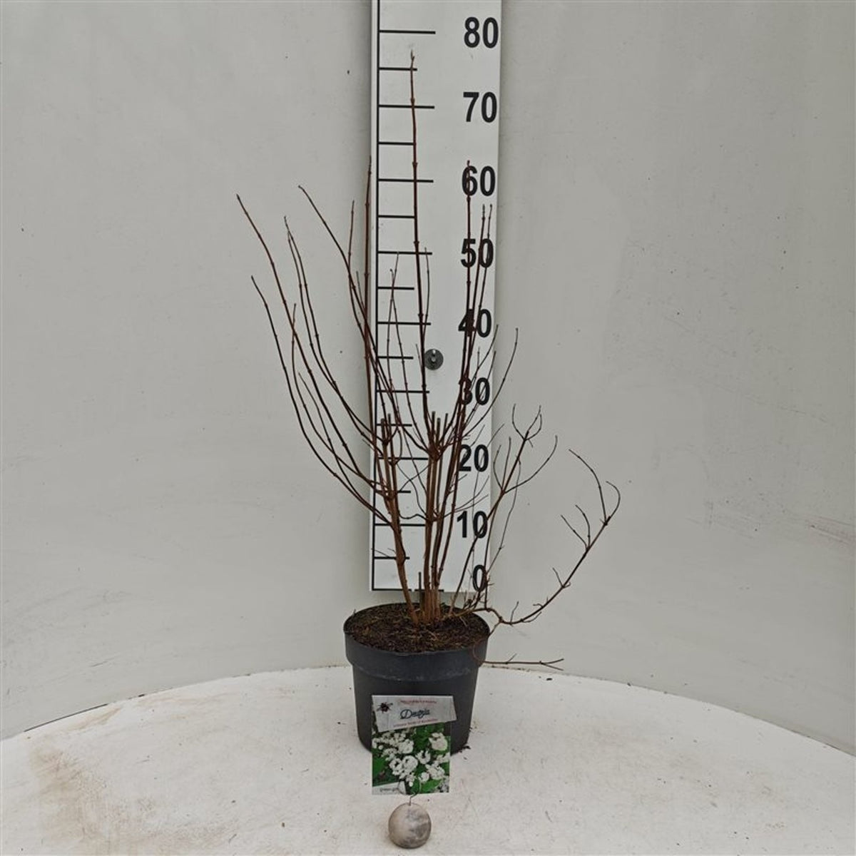 Deutzia cren. &