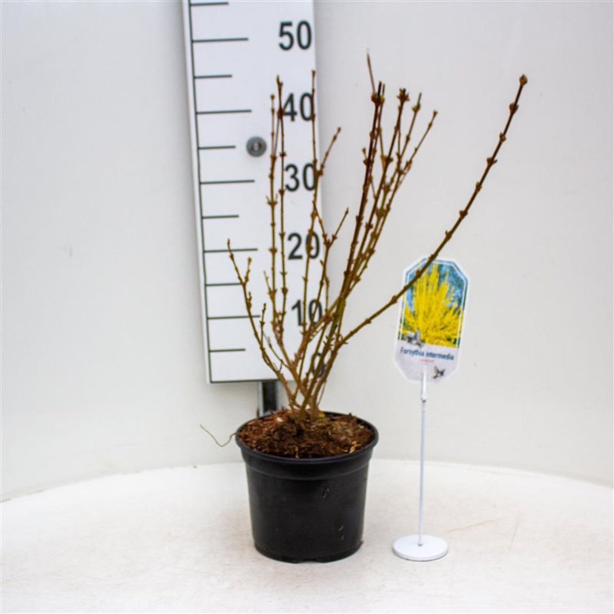 Elaeagnus ebb. &