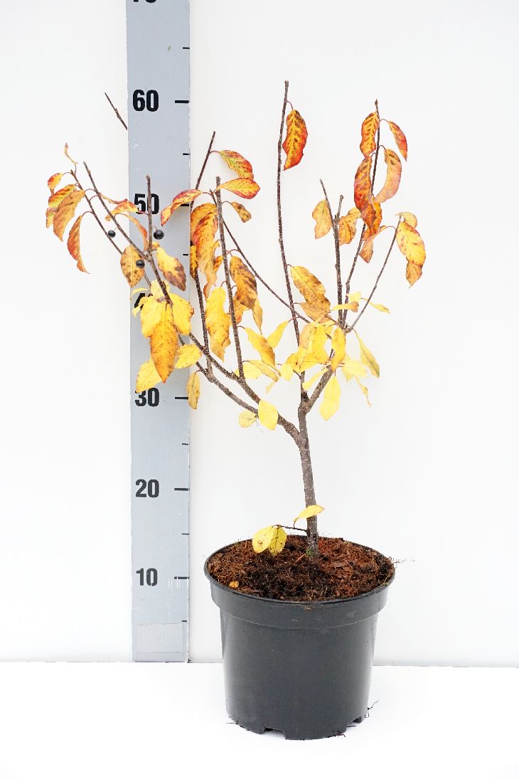 Frangula alnus (Rhamnus) C7,5 (7,5 liters kruka) 100-125 cm