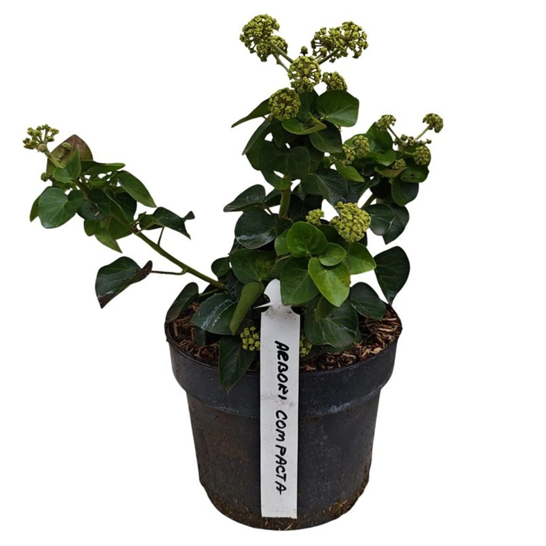 Hedera hibernica C3 (3 liters kruka) / 19 cm kruka 150-175 cm