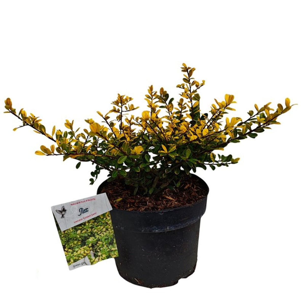 Ilex crenata &