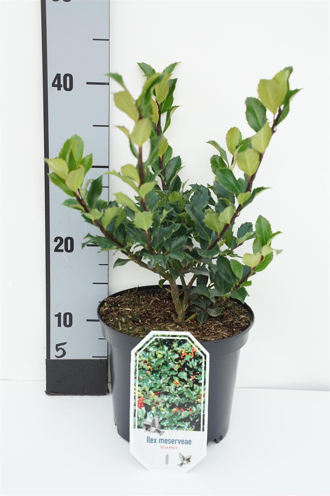 Ilex mes. &