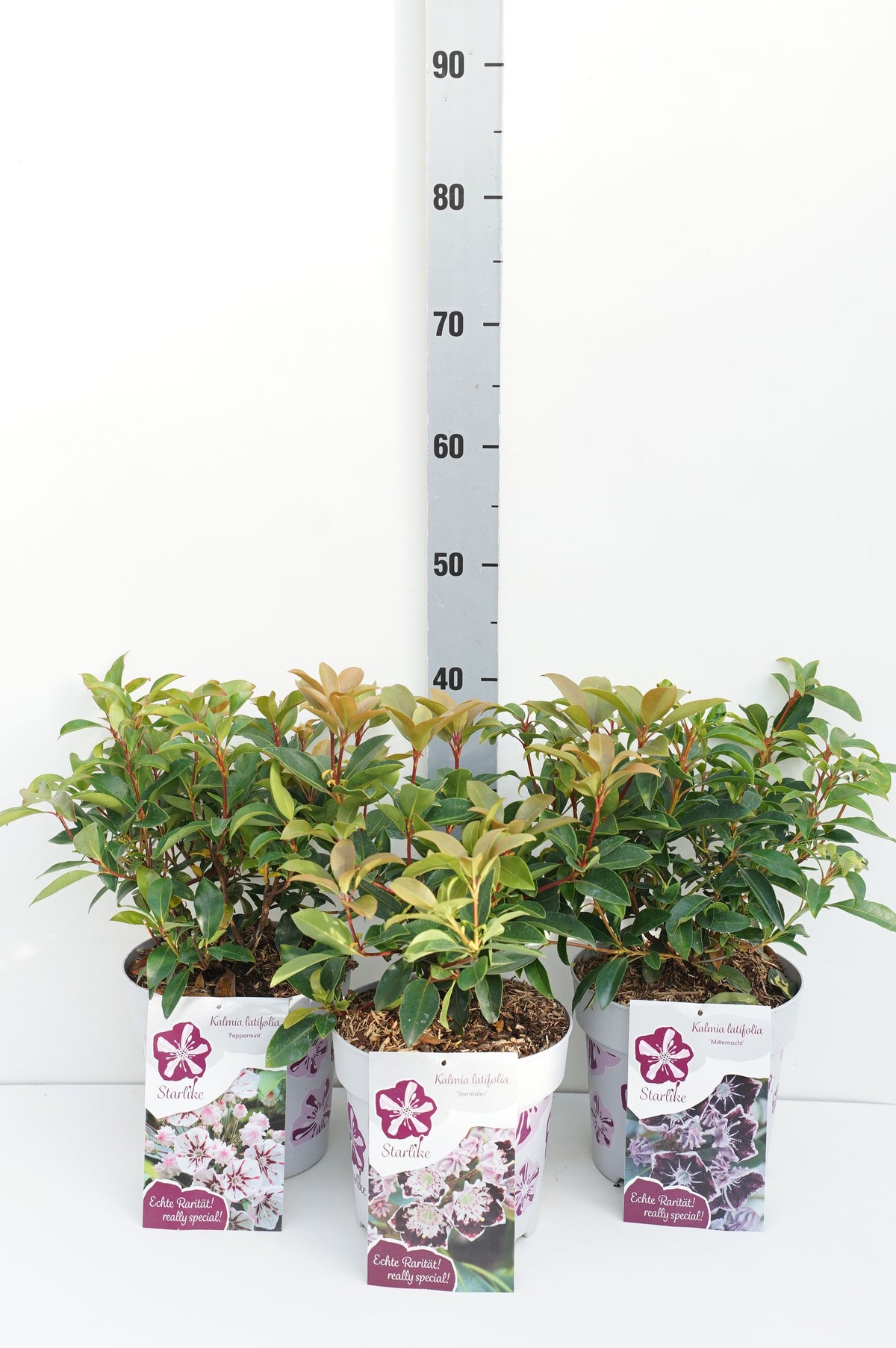 Kalmia i sorter C3 (3 liters kruka) / 19 cm kruka 30-40 cm