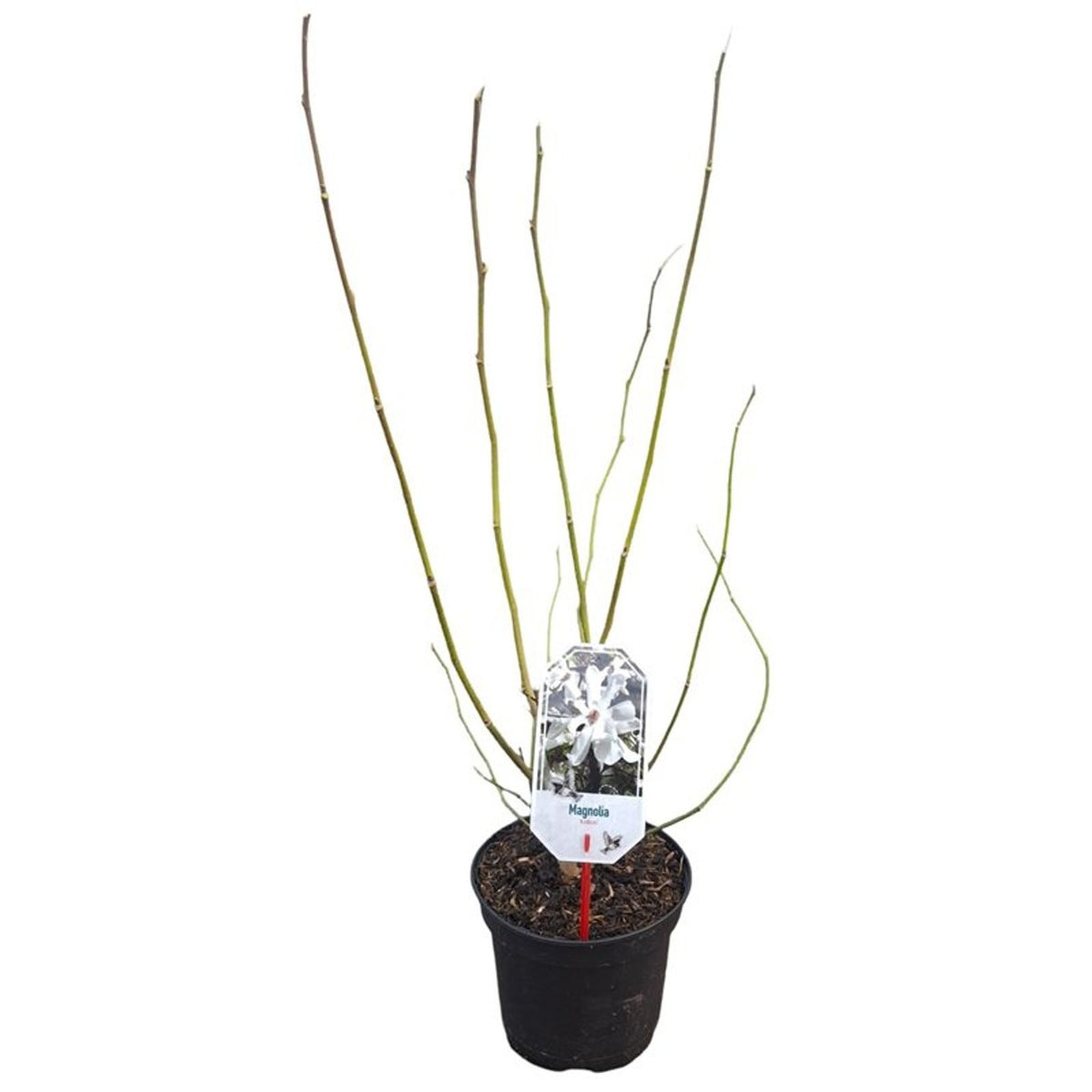 Magnolia kobus stam 12-14 cm C35 (35 liters kruka)