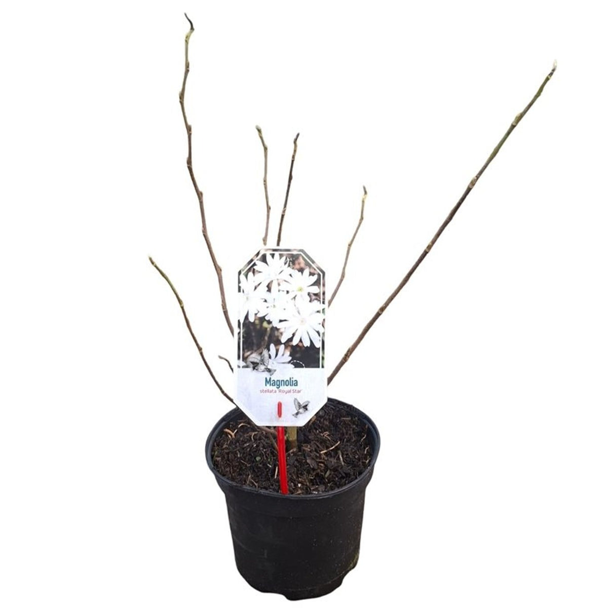 Stjärnmagnolia - Magnolia stellata &